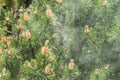 Cloud of pollen from a pine tree
