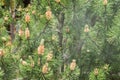 Cloud of pollen from a pine tree