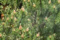 Cloud of pollen from a pine tree