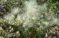 Cloud of pollen from a pine tree Royalty Free Stock Photo