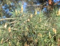 Cloud of pollen from a pine tree