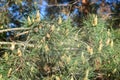 Cloud of pollen from a pine tree Royalty Free Stock Photo