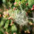 Cloud pollen of tree