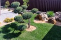 Cloud pruned topiary tree. Rock garden design. Royalty Free Stock Photo