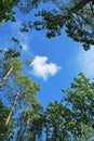 Cloud, sky and trees