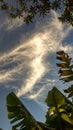 A cloud on top of a banana tree leaves