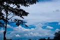 Cloud and tree Royalty Free Stock Photo