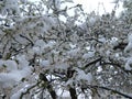 Cloud of white blossoms with snow Royalty Free Stock Photo