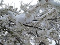 Cloud of white rings with snow in Lithuania Royalty Free Stock Photo