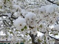 Cloud of white rings with snow Royalty Free Stock Photo