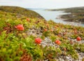 Cloudberries on the beach Royalty Free Stock Photo