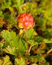 Cloudberries on the beach