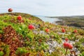 Cloudberries on the beach Royalty Free Stock Photo