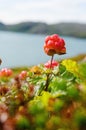 Cloudberries on the beach Royalty Free Stock Photo