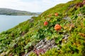 Cloudberries on the beach