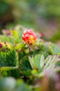 Cloudberries on the beach