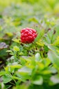 Cloudberries on the beach Royalty Free Stock Photo