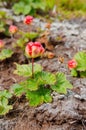 Cloudberries on the beach Royalty Free Stock Photo