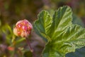 Cloudberries close up