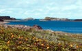 Cloudberries on the coast of the Barents Sea