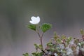 Cloudberries flower
