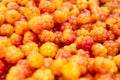 Cloudberries, fresh from the forest. Close up. Healthy diet. Collecting forest ripe cloudberries from the forest