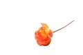 Cloudberries without leaves isolated on a white background Royalty Free Stock Photo