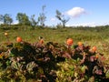 Cloudberries in mountain Royalty Free Stock Photo