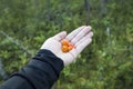 Cloudberries - nordic superfood Royalty Free Stock Photo