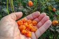 Cloudberries on the palm, Freshley picked ripe orange cloudberries in a hand