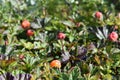 Cloudberries in the subarctic mountains Royalty Free Stock Photo