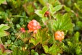 Cloudberry