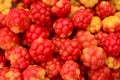 Cloudberry berry fruit healthy food from the forest swamp