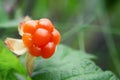 Cloudberry berry grows in a summer forest in a swamp