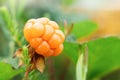 Cloudberry berry grows in a summer forest in a swamp