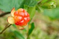 Cloudberry berry grows in a summer forest in a swamp