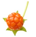 Cloudberry Berry isolated