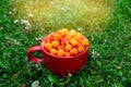 Cloudberry berry. A red cup of ripe cloudberries on the green grass in the farm garden in the bright rays of the sun