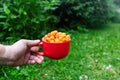 Cloudberry berry. Red Cup of ripe cloudberries in a man`s hand on a background of green bushes