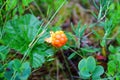 Cloudberry.