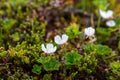 Cloudberry flowers in norwegian tundra Royalty Free Stock Photo