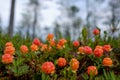 Cloudberry grow in the forest in Russia