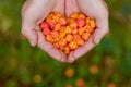 Cloudberry grow in the forest in Russia