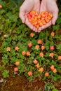 Cloudberry grow in the forest in Russia