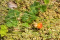 Cloudberry growing on sphagnum moss Royalty Free Stock Photo