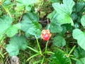 Cloudberry growing in a swamp Royalty Free Stock Photo