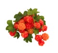 Cloudberry