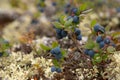 Cloudberry harvest