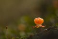 Cloudberry Royalty Free Stock Photo