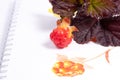 Cloudberry with leaves laying on a white scetchbook background with painted berry Royalty Free Stock Photo